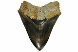 Serrated, Colorful Megalodon Tooth - Indonesia #151825-1